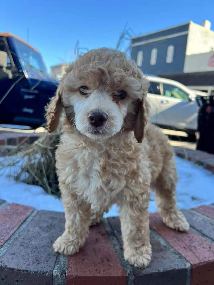 Roxanne's Litter photo 3