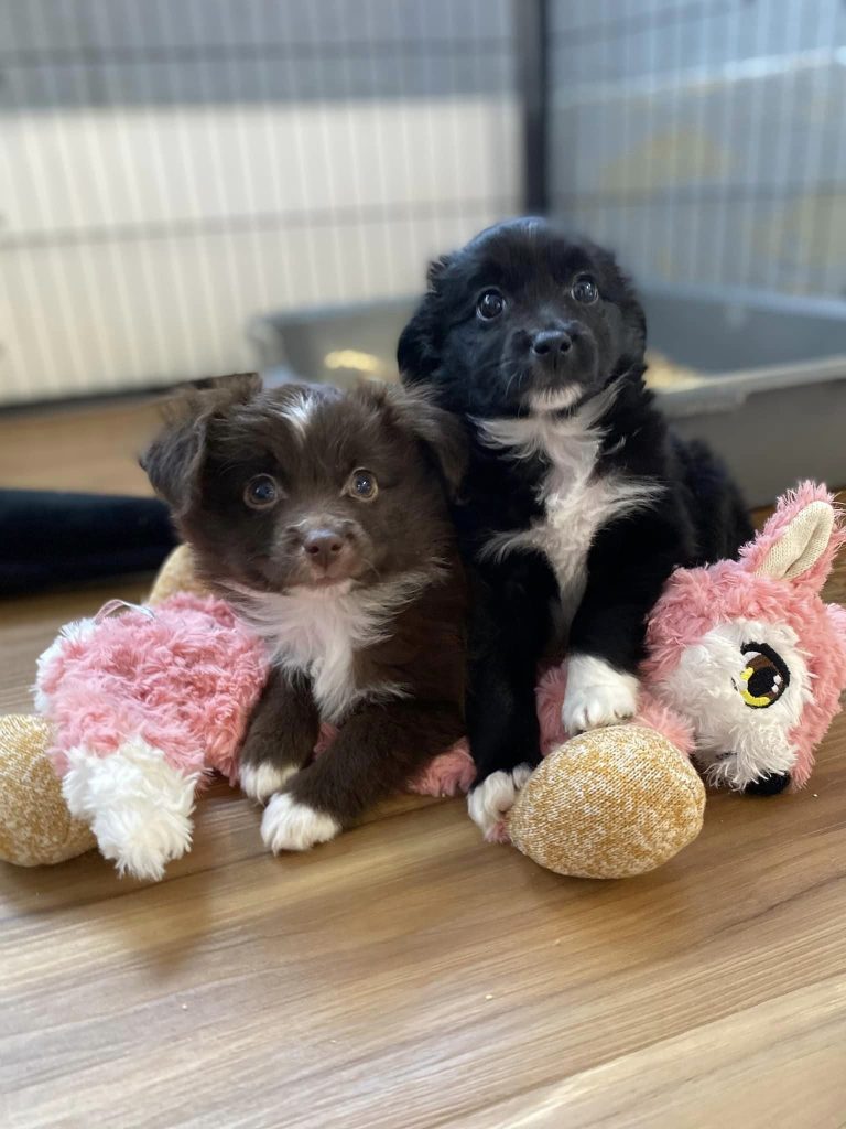 Birdie's Toy Litter photo 2