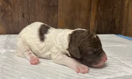 Willow's Litter photo 3