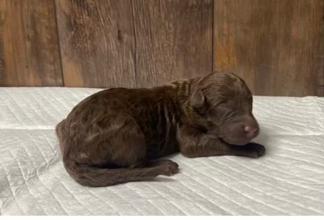 Willow's Litter photo 4