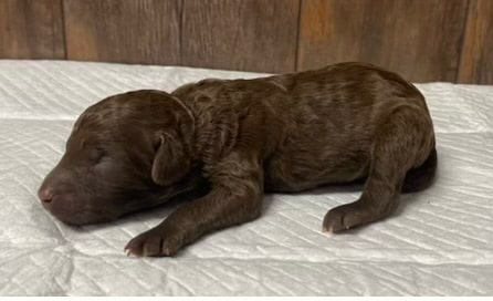 Willow's Litter photo 8