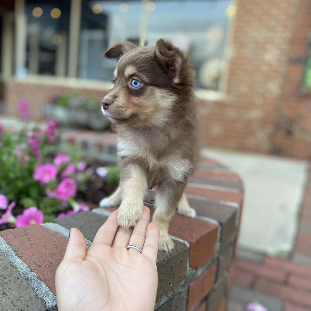 North Georgia Gems puppies
