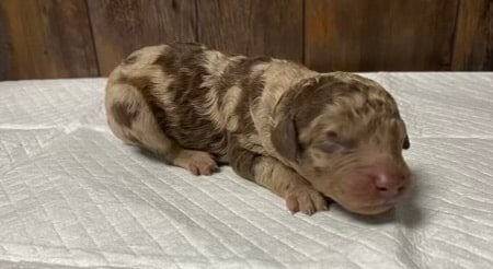 Willow's Litter photo 9