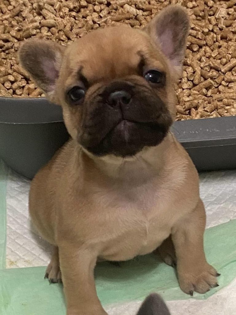 Lucy's Litter photo 6