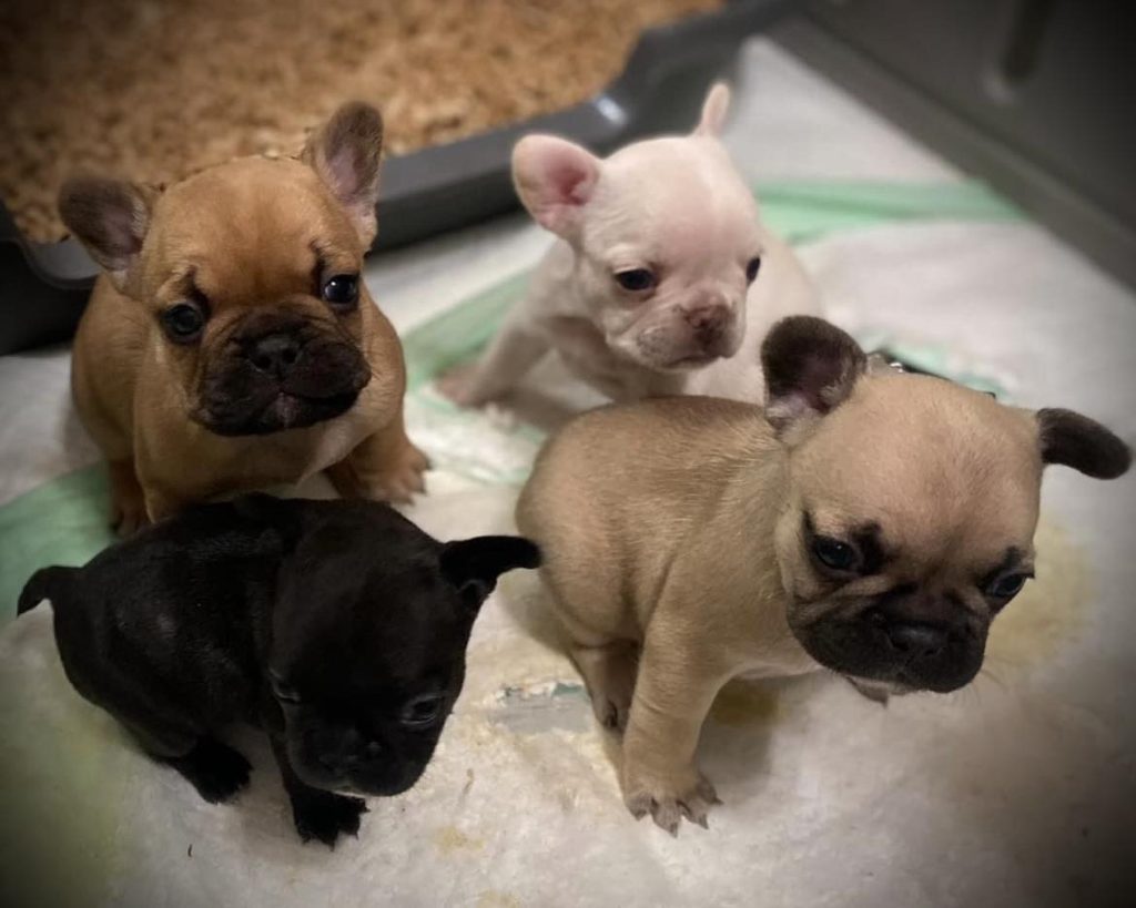 Lucy's Litter photo 5