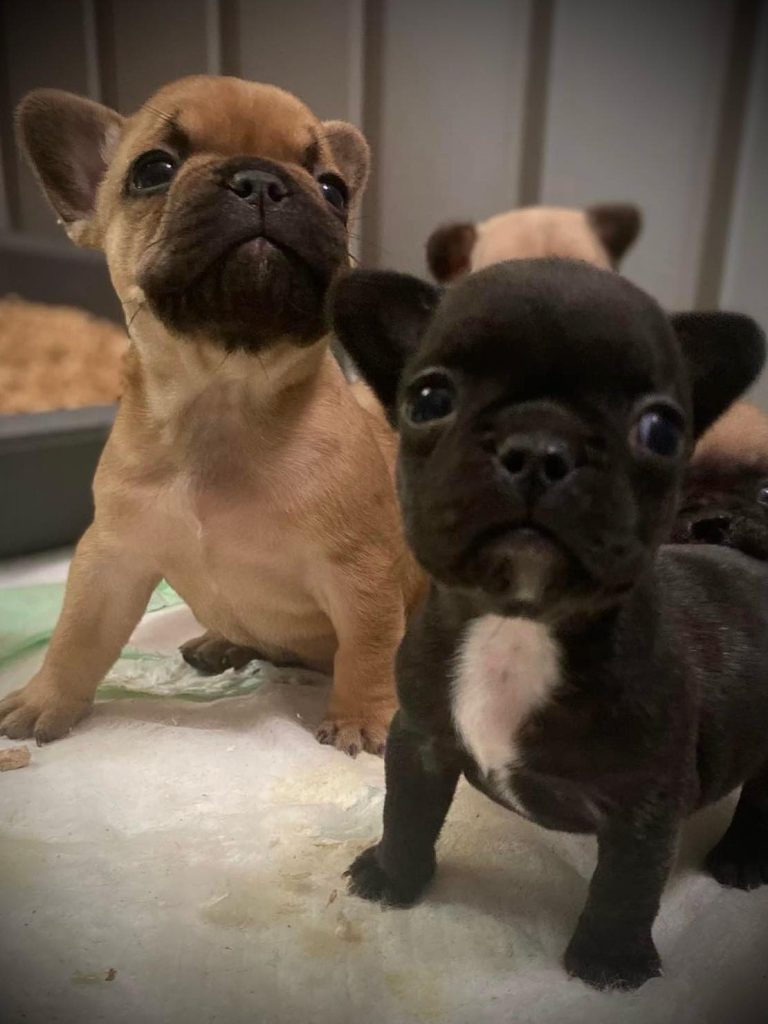 Lucy's Litter photo 4