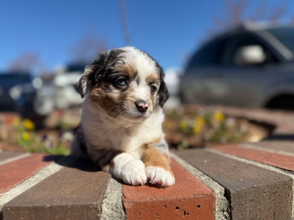 Abby's Litter