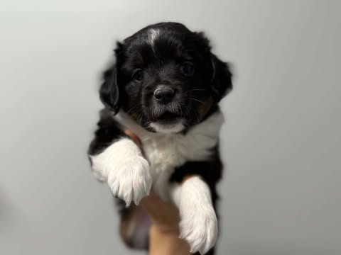 Abby's Litter photo 4