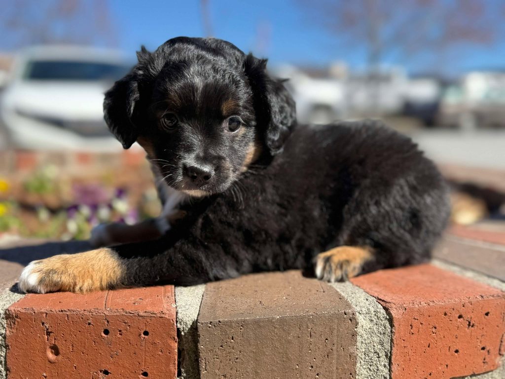 Abby's Litter photo 3