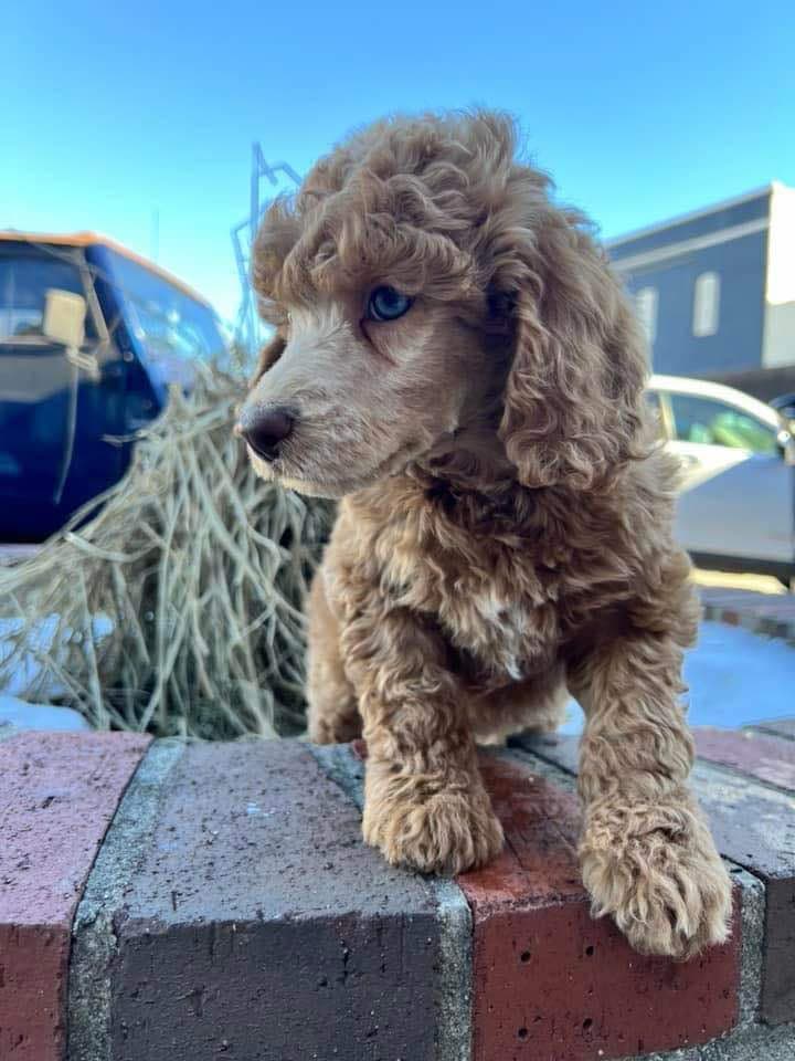 Roxanne's Litter photo 4