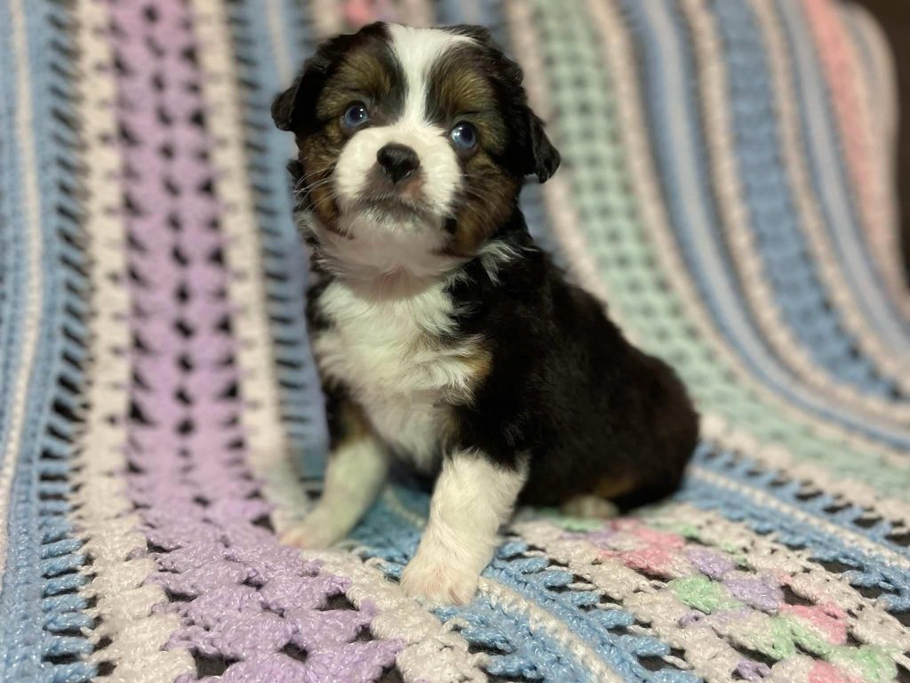 Starla's Toy Litter photo 2