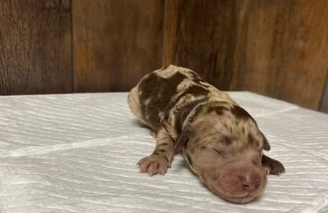 Willow's Litter photo 5