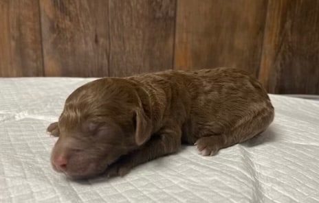 Willow's Litter photo 6