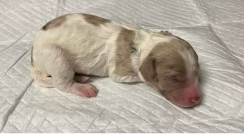 Willow's Litter photo 7