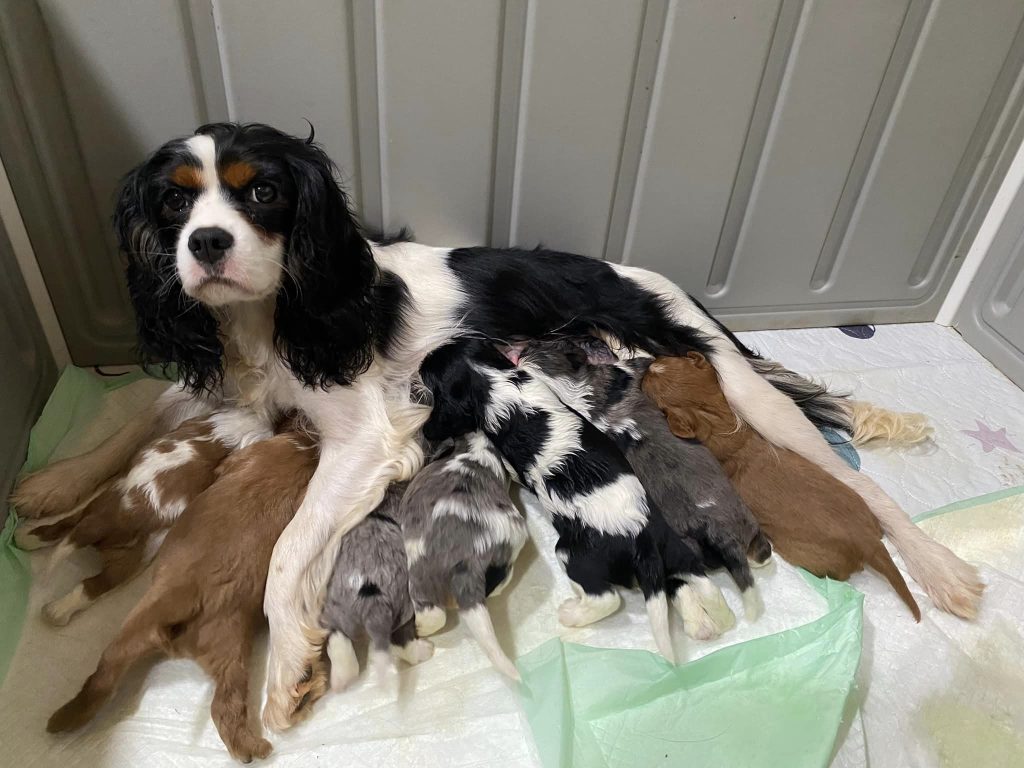 Bella's Litter