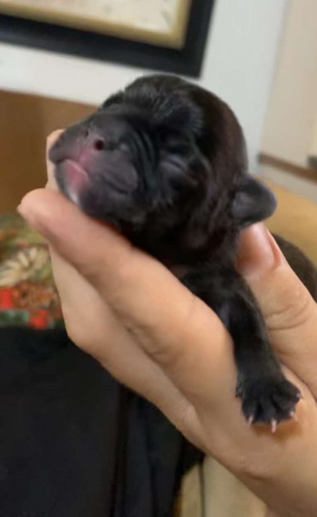 Lucy's Litter