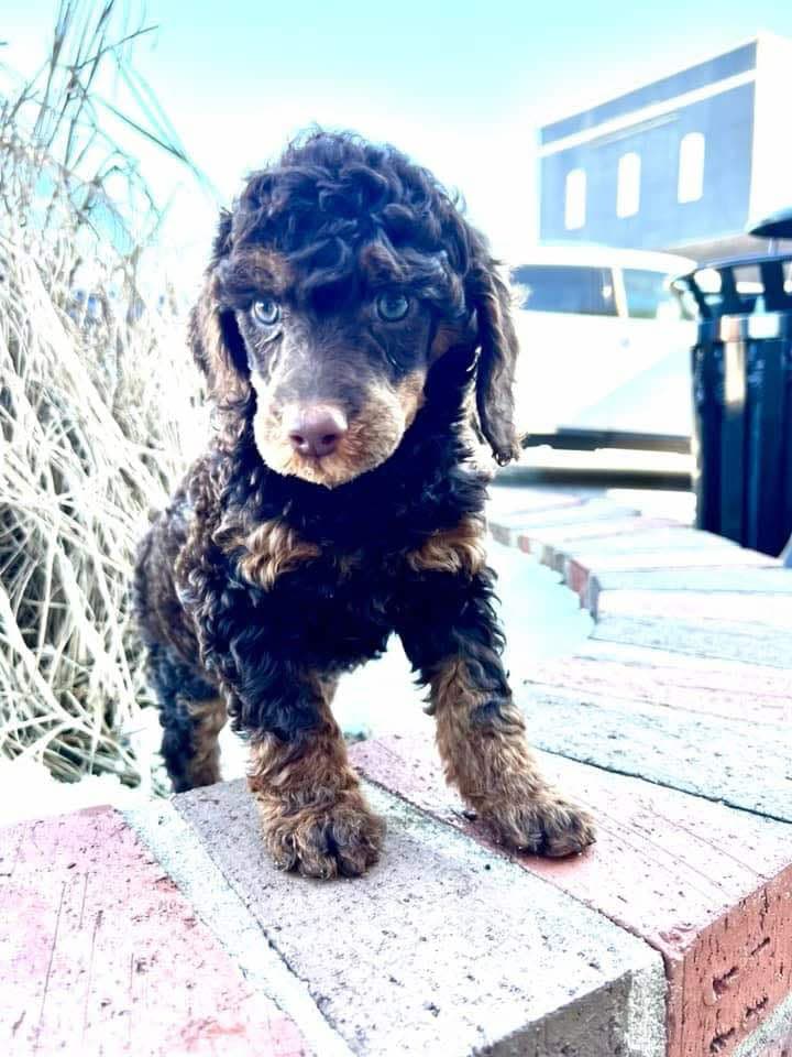 Roxanne's Litter photo 2