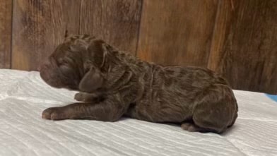Willow's Litter photo 10