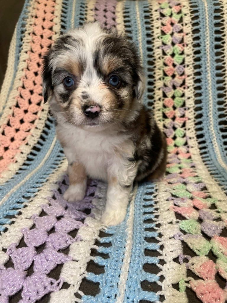 Starla's Toy Litter photo 5