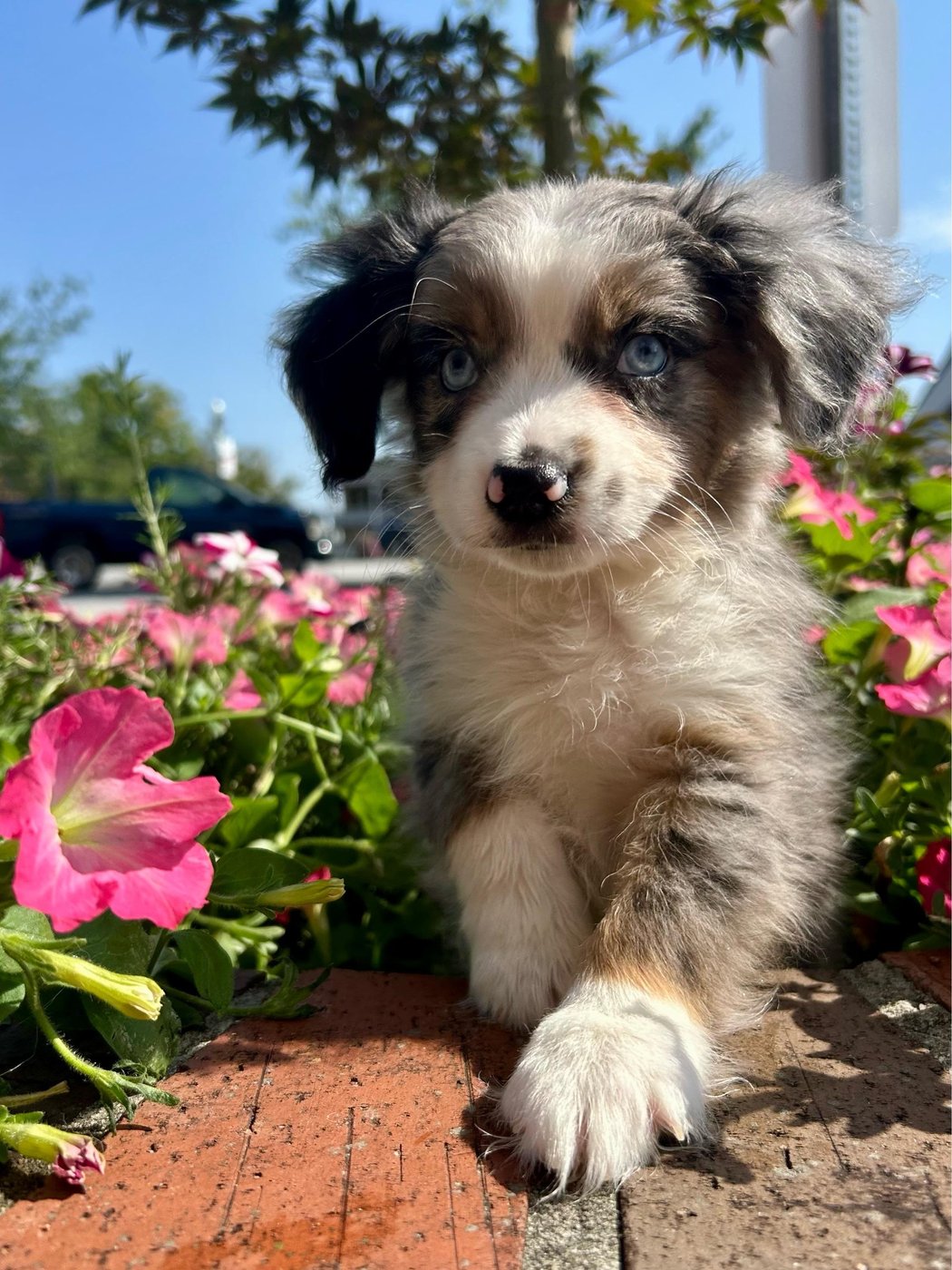 Jekyll