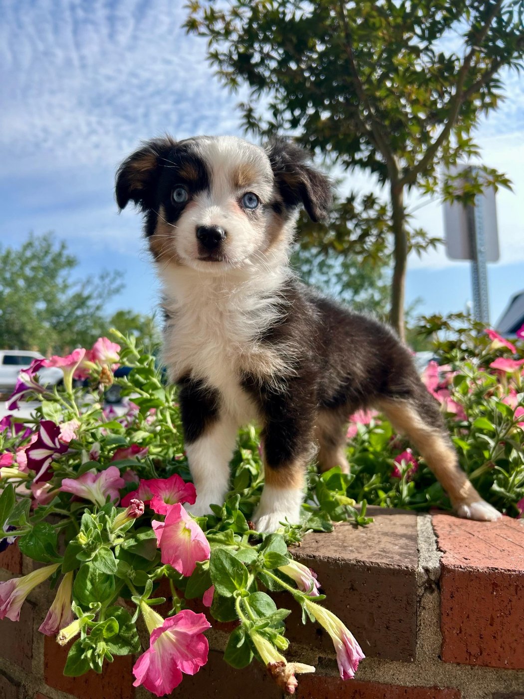Myrtle