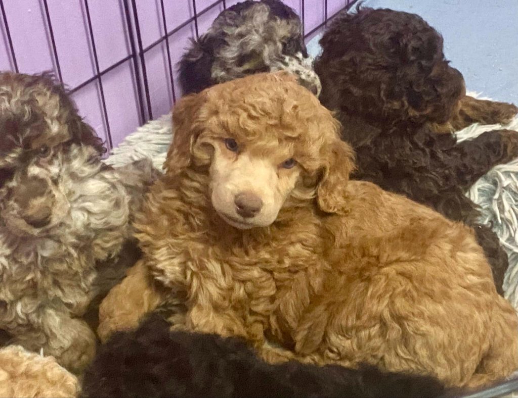 Roxanne's Litter photo 5